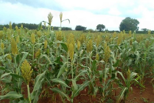 Sorghum plants at 100% maturity 