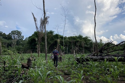 Crop field in the tropical forest site Yoko, Democratic Republic of Congo