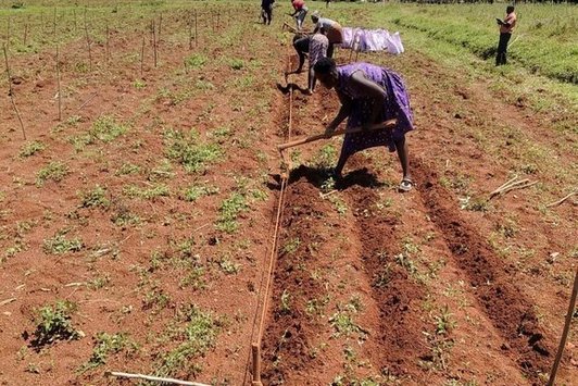Planting the buffer crop area in Siaya 
