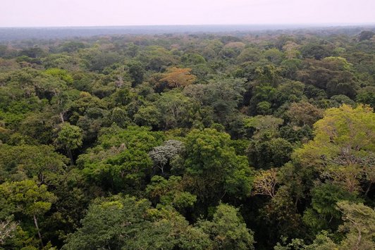 Primary forest of the Yangambi Reserve as seen from the top of the Flux Tower