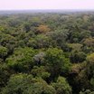 Primary forest of the Yangambi Reserve as seen from the top of the Flux Tower