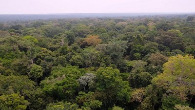 Primary forest of the Yangambi Reserve as seen from the top of the Flux Tower