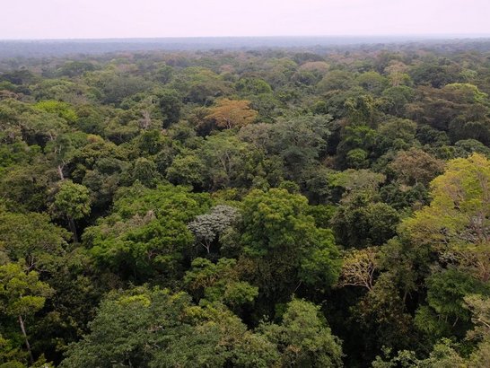 Primary forest of the Yangambi Reserve as seen from the top of the Flux Tower