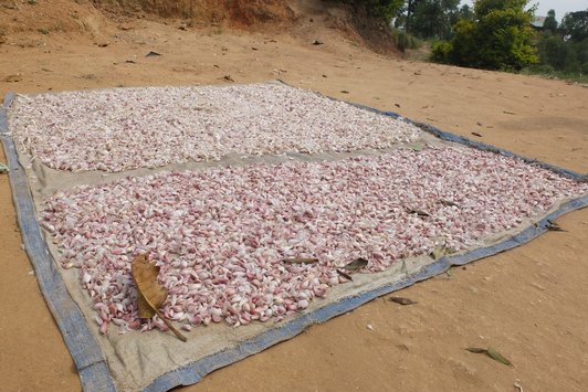 Lot of garlic lieing on a planket on the ground outdoor