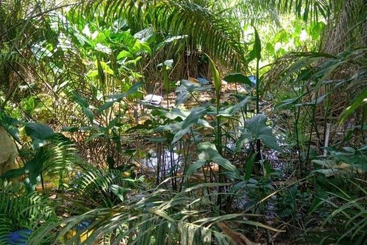 Improvised landfill next to a residential area in Lambaréné/Gabon which is drained into a wetland.  