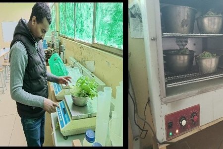 Data collection at field scale and laboratory analysis of the crops for the determination of wet and dry mass of production