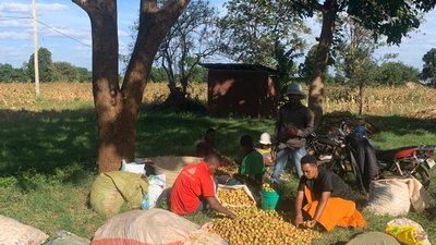 Collecting Marula nuts