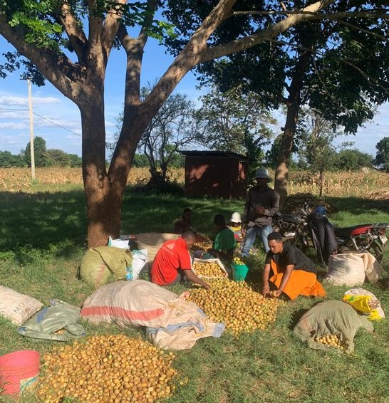 Collecting Marula nuts