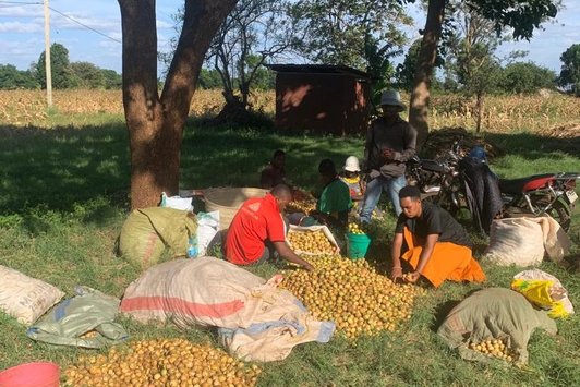 Collecting Marula nuts