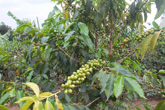 Fruit-bearing tree in the field