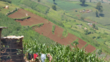 View from above on Napier grass fields