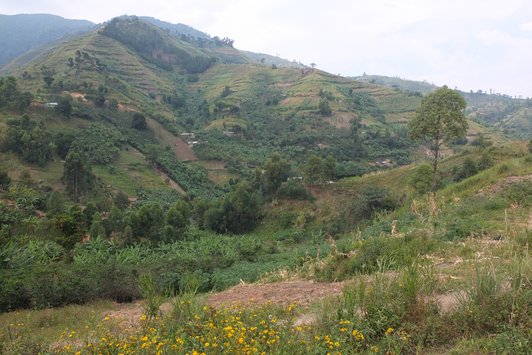 Green hilly landscape with few yellow flowers and some tiny houses between the trees 