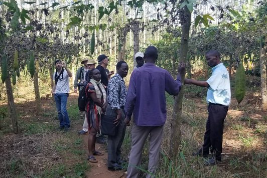 Demonstration of Luffa growing by one of the local farmers in Mpigi-Uganda