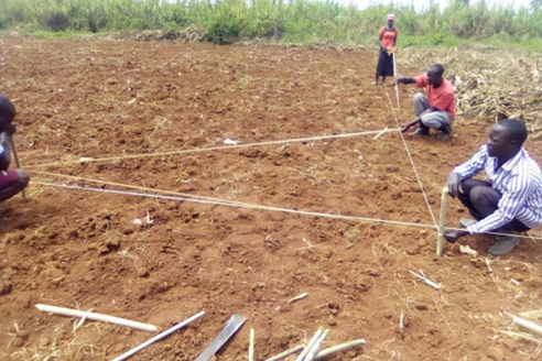 Preparing land where sorghum seeds were planted 