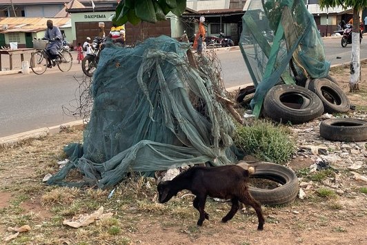Multispecies cohabitation at Dakpema Island