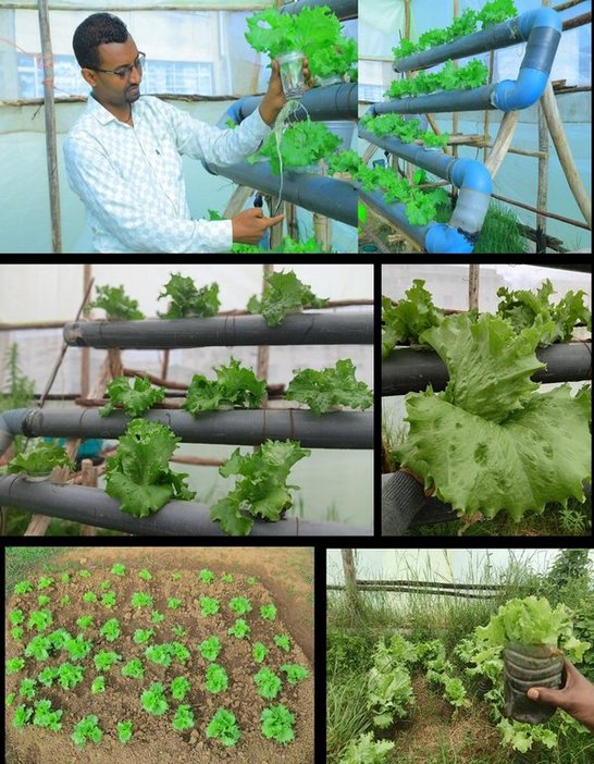 Crop growth status under the hydroponic and soil based experiment after thirty-seven days