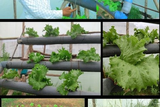 Crop growth status under the hydroponic and soil based experiment after thirty-seven days