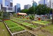 Vegetable patches in front of high-rise buildings