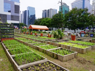Vegetable patches in front of high-rise buildings