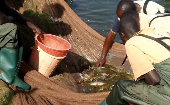 Fish farmers harvesting tilapia fish fed on BSF-diet in Busia, Kenya