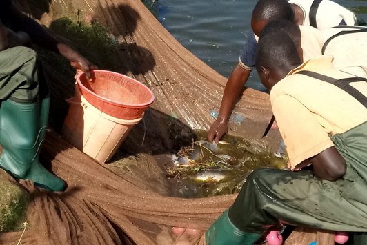Fish farmers harvesting tilapia fish fed on BSF-diet in Busia, Kenya