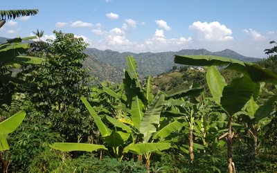 Bananenstauden in Uganda