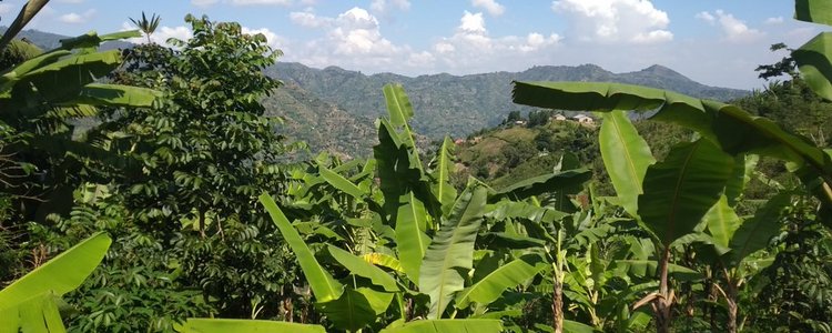 Bananenstauden in Uganda