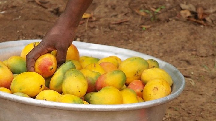 hand reaching into a big bowl which is filled with citrus fruits