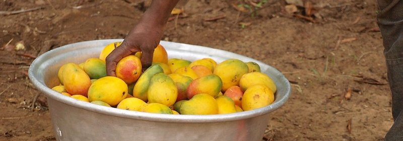 hand reaching into a big bowl which is filled with citrus fruits