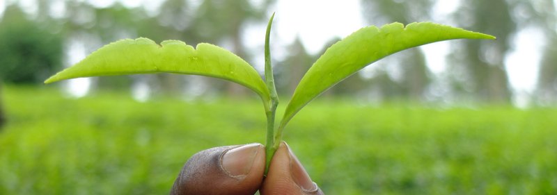 hand holdig up two green leaves in front of diffuse green background