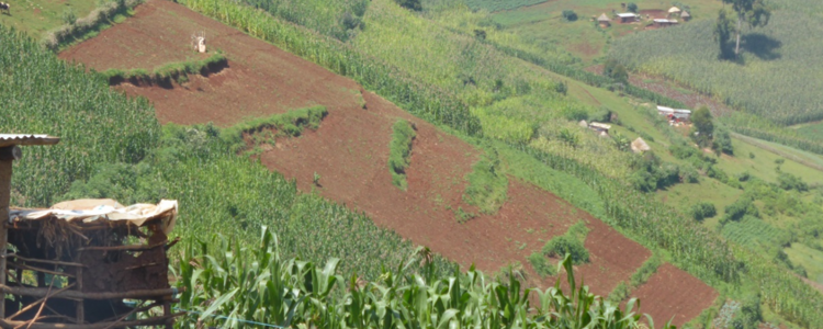 View from above on Napier grass fields